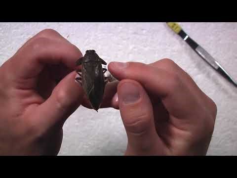 Video 5: How To Pin Insects For Scientific Use | Hemiptera