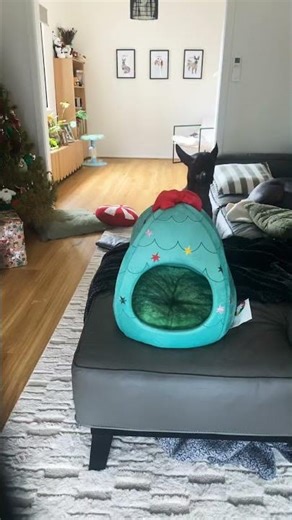 MY RED PANDA GONE CRAZY😂😂 #funny #memes #viral #cat