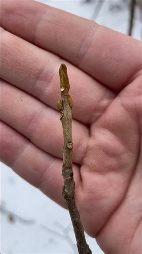 Bitternut hickory (Carya cordiformis) bud #dendrology #hickory #treeidentification