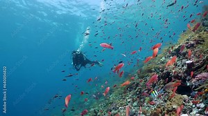 Coral reef underwater. Flock of small beautiful reef fishes at the bottom of the sea.