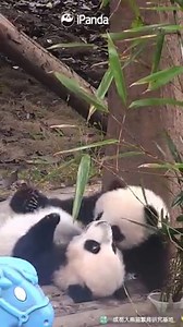 158K views · 20K reactions | A good friend would always accompany you, even when you’re falling down... (Nico & Jing Liang) #HiPanda #PandaMoment | iPanda | Facebook