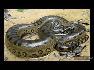 Anaconda vs Burmese python who would win