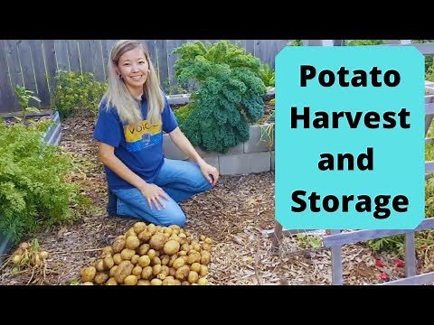 Potato Harvest and Storage (Without a Root Cellar)