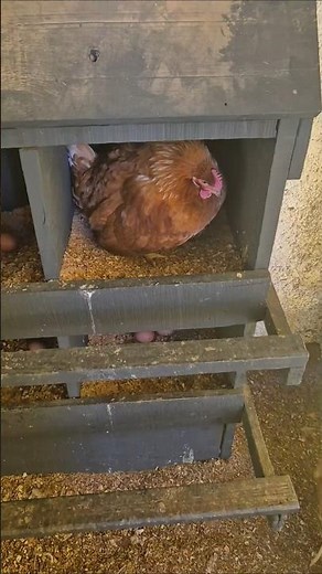 How many eggs does a hen lay per day?