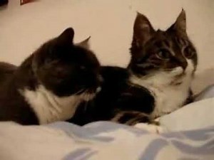 Two talking cats " eng dubbed "