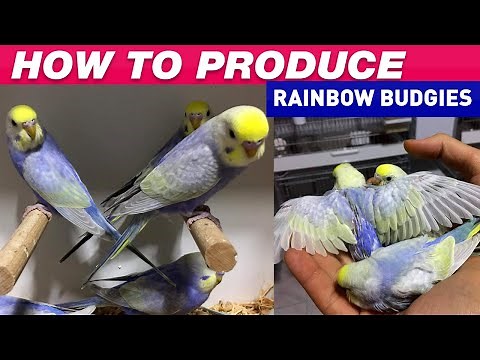 How To Produce Rainbow Budgies - Step by Step Guide to Produce Rainbow Budgies