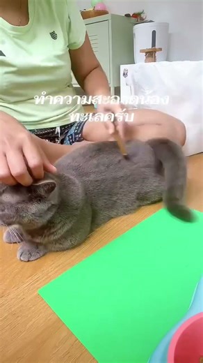 Brush cat fur and clean its ears. #hongkong #happy #love #cat