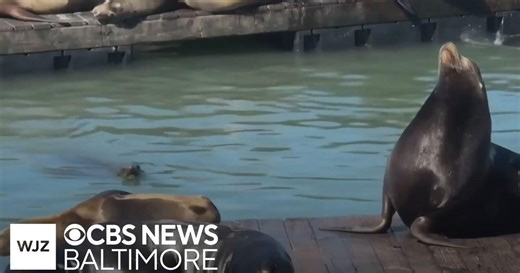 Broadway star Karen Mason serenades sea lions at San Francisco's pier