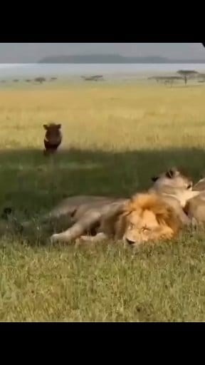 LMDFAO! This animal called Kasongo is such a trouble maker. Imagine having him as your neighbor..😳😂🤣😄😡😎 #reaction #viral #memes #comedy | Morris Ng'ona