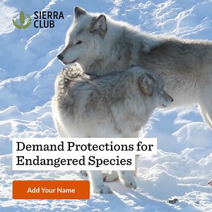 1.2M views · 10K reactions | Although 84% of Americans support the Endangered Species Act, anti-environmental lawmakers and the corrupt oil and gas industries continue to establish new oil and gas drilling areas, ruining the homes and lives of endangered species. Tell Congress to STOP these attacks. We must prioritize the protection of these endangered species. | Sierra Club | Facebook