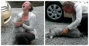 Long Lost Schnauzer Reunited With Owner And The Dog Passes Out From Excitement