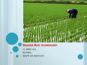 Golden Rice: A Revolutionary Biofortified Solution for Vitamin A Deficiency - SlideServe