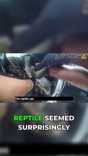 The Most Unusual Passenger a Cop Ever Had #police #alligator #florida #shorts