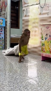 OMG ! monkey washing blanket 😱 . #reels #funny #fyp #adorable #animal #monkey #babymonkey #animals #fblifestyle #reelviral | Slingshot ride