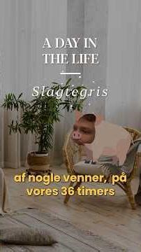 Dansk gris til jul?🐷