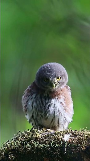 Northern Pygmy Owl Juvenile