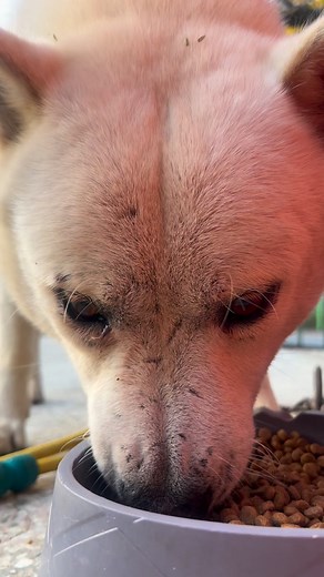 Snow :Forever hungry but always cute😂 #cutedog | The Wild Dogs