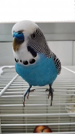 Beñat Riaño Yarza on TikTok