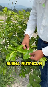 Aprende a controlar de manera efectiva gomosis, muerte regresiva y HLB 🍋🌱📊🧑‍🌾💯 | Biocamp Asesoría en agricultura regenerativa