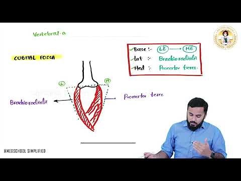 7. Anatomy of Cubital Fossa: Boundaries and Contents