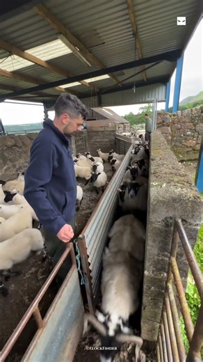 This Simple Sheep Sorting Turned Into TOTAL CHAOS 😳🐑#shorts