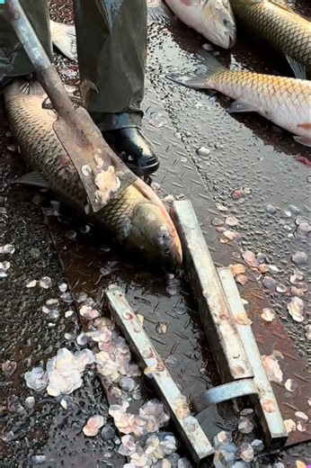 🐟⚡ Quick Fish Cleaning Hack You Need to See! #quickfishcleaning #fishprep #kitchenhack #seafoodtips #fastcooking | Creative Inspiration For You