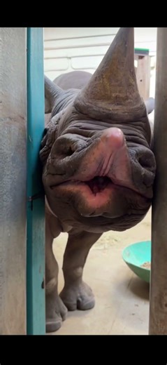 weird animal caught on tape 🤔