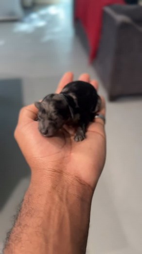 1.9K views · 487 reactions | We just had this beautiful blue Merle girl born today! #poodle #toypoodle #puppy #reels #bluemerle #bluemerlepoodle #xdesignerbreeds #xpurebreds #caninecurator #dogbreeder #dallas #texas | X-Designer Breeds | Facebook