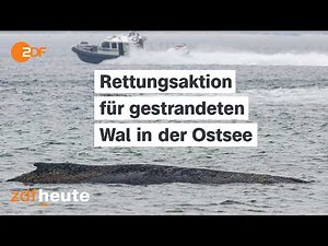Gestrandeter Wal in der Ostsee - Rettungsaktion mit Baggern