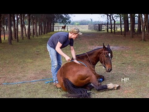 How I Teach Horses to LIE DOWN! Fastest & Simplest Method!