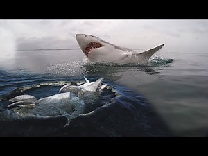 Great white shark vs Mosasaurus size comparison
