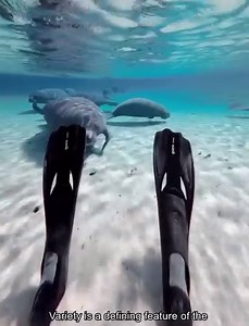 30K views · 516 reactions | 30 Amazing Sea Creatures | Dr. Beau Hightower | Facebook
