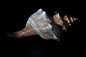 Listen to the 18,000-year-old seashell believed to be world’s oldest wind instrument