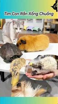 😱 Truy Tìm Con Rắn Xổng Chuồng #thúcưng #vậtnuôi #chómèohàihước #funny #pets #cat #cute