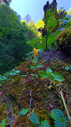Explora la Belleza Natural en Salto, Chile