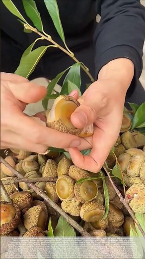 Effects and uses of the fruit of love#shorts