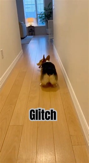 POV: System Error 🐶 #corgi #corgivibes