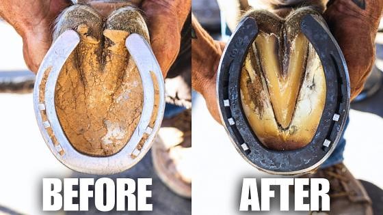 Start-to-finish: Jaw-dropping hoof restoration