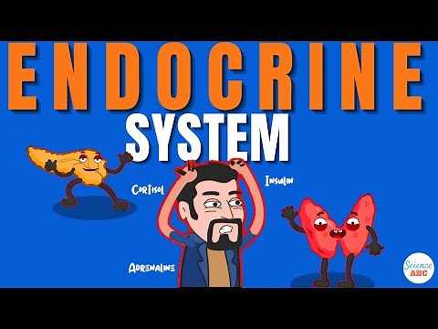 Endocrine System: How Hormones Work?
