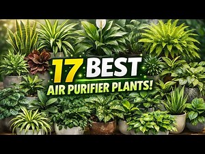 17 air purifier plant Indoor/Outdoor | Best Oxygen giving plant