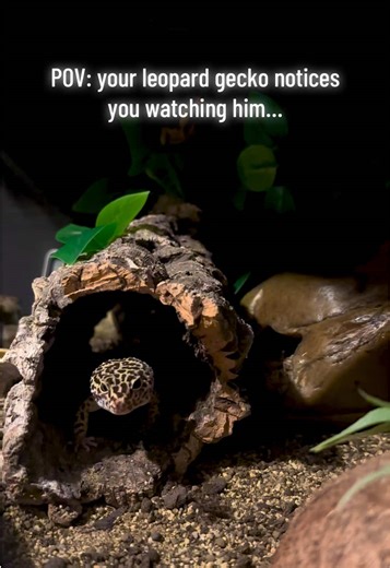 Hugo noticed I was watching him again… I think he’s waiting for snacks 🦎 Does anyone else’s gecko do this? #leopardgeckos #geckotok #reptilesoftiktok #petreptile #geckolife #reptilekeeper