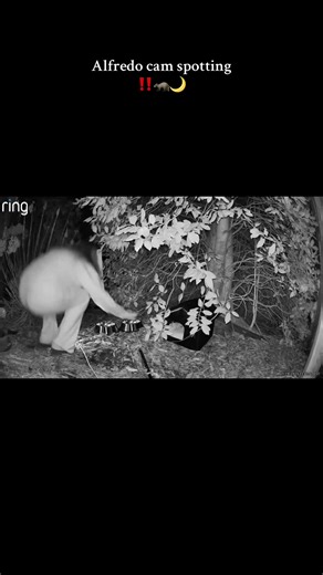 Alfredo the Possum Visits the Farm