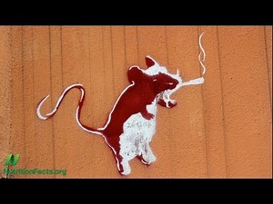 Treating COPD with Diet