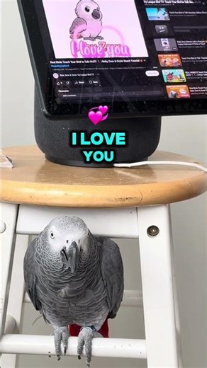 Baby Zeus Stays Calm 🦜 | Alexa Plays Pistachio & You’re So Cute 🩷 | Stop Parrot Screaming!