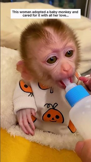 This woman adopted a baby monkey and cared for it with all her love.