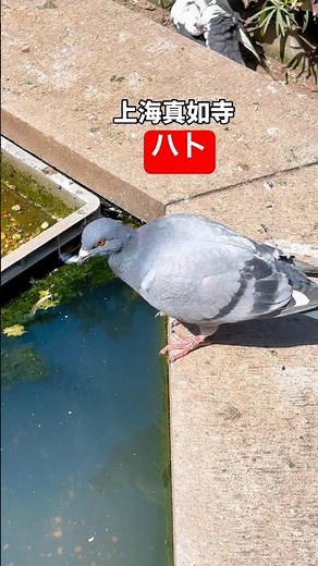 上海真如寺のハト 和平鸽上海真如寺 shanghai pigeon
