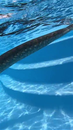 There’s Nothing More Majestic Than a Giant Green Anaconda ❤️🐍👀 #anaconda #animals #reptile #wildlife #fyp