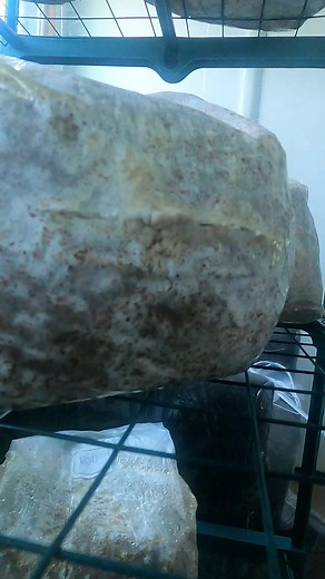 13K views · 143 reactions | Time-lapse of Lion’s Mane Mushroom....