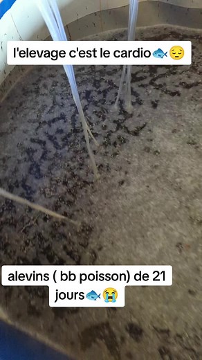 Élevage de Poisson: Techniques et Astuces en Pisciculture