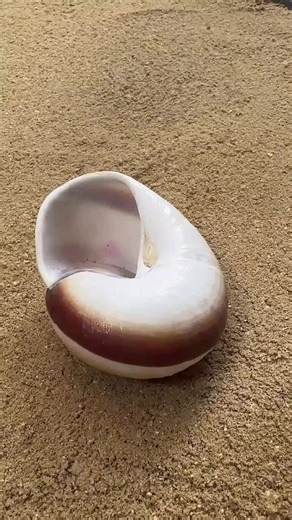 Casting Aluminum at Home: Snail Shell DIY